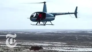 To Catch a Deer (Use a Helicopter) | The New York Times