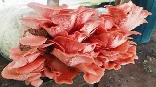 Hongos comestibles y medicinales - Fungi Andino
