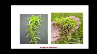 Economic importance of bryophytes#Mdc botany#NEP#bsc.1st life science#botany paper.