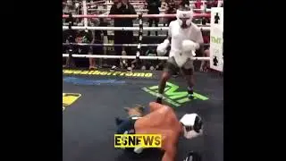 Tank davis power is insane 😨😨 #tankdavis