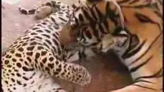 Leopard & Tiger together in Love