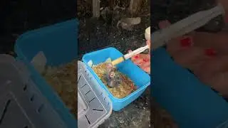 Nourrissage &agrave; la main des Calopsittes