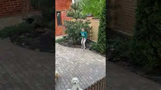 Dancing Dog 2.O || Amaging fun #shortfeed #youtubeshort #shorts