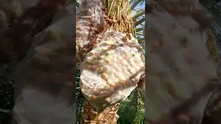 اراضي الوادي الجديد الخارجه 3 فدان ونص  ملك للبيع قرية بولاق لتواصل واتساب 01119258231