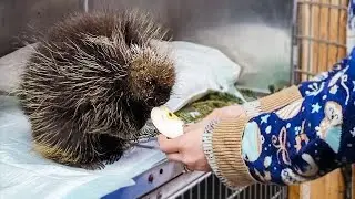 Tiny Porcupine&rsquo;s Transformation Will Melt Your Heart