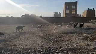 🐐 Watch our playful goat sprint towards home, happy and free! #GoatLife #FarmVibes #PlayfulGoats