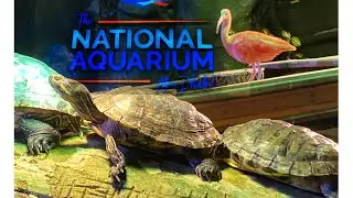 The National Aquarium Al Qana Abu Dhabi (First Part)