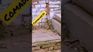 Comadreja y rata