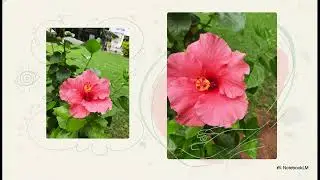Beauty of nature 😍#videos #ytvideo #shortvideo #shortsfeed #beautiful #nature #naturelovers #love 
