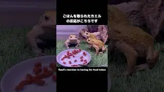 ごはんを取られたカエル達の反応 #カエル #ヒキガエル #toad #frog