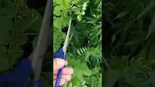 Best techniques for farming #farming #easyfarming #shorts