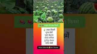 तरबूज की उन्नत किस्मे #tarbooj #tarbuj #tarbujkikheti #watermelon #seeds #watermelonjuice #farming