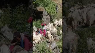 Nanda Devi East Base Camp #shortsvideo