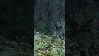 Skyrim 2023 Remake - 2023 Ultra Next Gen Graphics!  - A Beautiful Forest..  #skyrim2023