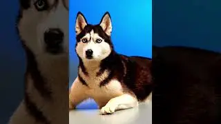 😱😱 OMG CUTE PUPPY AND DOGS #SYBERIAN HUSKEY  #voiceless  #viral #pitbull #funnydog #dog #puppy