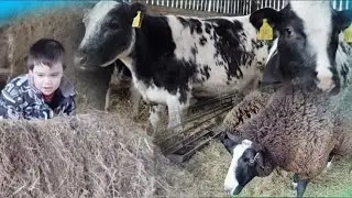 Life on the Farm with Joseph and the Farm Animals