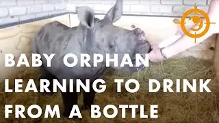 Baby Orphan Learning to Drink From a Bottle | Saving the Survivors