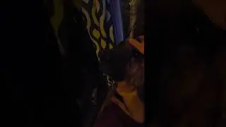1 Year 5 Month Old Bloodhound Whiskey