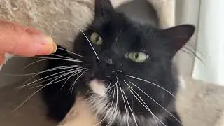 Cat's whiskers  猫のお髭