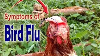 Avian Bird Flu, Bird flu symptoms in chickens, Symptoms of bird flu in chickens, POULTRY DISEASES