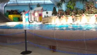 Ending of Dolphin Show at Brookfield Zoo 1-2-15