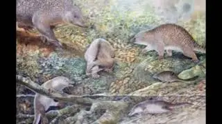 La evoluci&oacute;n de los monotremas