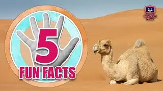 TOP FIVE Facts about Camels!