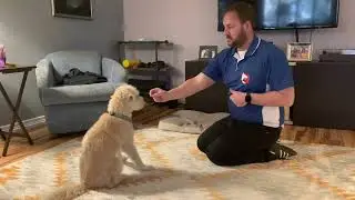 Tips to Help Max with His Separation Anxiety