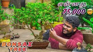 🌳 Unbelievable! A 1,000-Year-Old Bonsai Worth $1.3 Million? 🤯 | Facts About Bonsai Trees #OutOfFocus