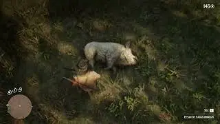 EFSANEVİ DOMUZ NASIL AVLANIR(RED DEAD REDEMPTİON 2 )