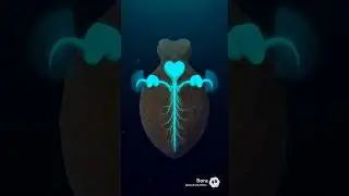 3 Hearts, Blue Blood &ndash; Nature Is Crazy. #animals #octopus #blueblood