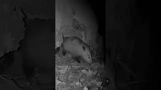 Sweet Little Bean's Been in the Shed