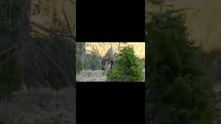 Elk Close Encounter! #wildlife #elk