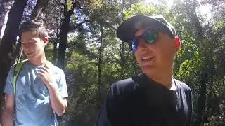 Native Trees Of New Zealand | Kiwi Spirit