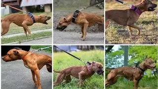 EL VERDADERO APBT - EL FALSO 