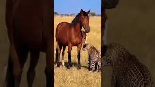 Will the horse successfully fight back in this epic showdown #horses #wildlife #nature