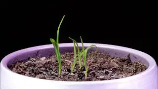 Carex Time-Lapse - 1&frac12; month | Plant Growing