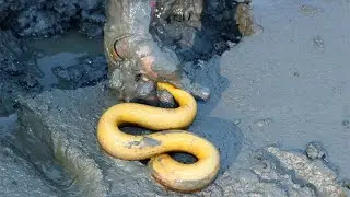 Tradition eel fishing village big pond under deep mud || Boy Catching eel fish