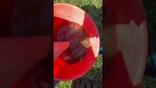 Video 10 - Maintaining a backyard pond - filters fully disassembled and cleaned for end of season 
