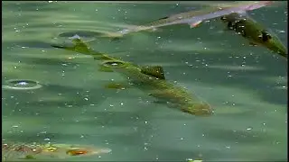 Watching fish at Abbots Pool 20230809 Peaceful Interlude