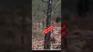 Испуганный Бигфут попал в объектив камеры и убежал через лес со сверхчеловеческой скоростью!