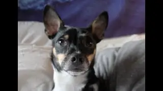 Dog left home alone with GoPro! She's bad!