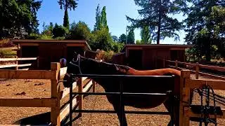 Randy Stagg Video Production Tranquil Moments At Horse Paddock