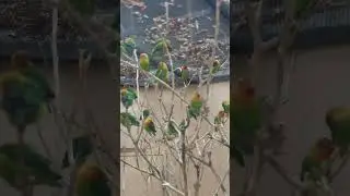 Beautiful birds in japan 🦜🇯🇵🥰😍#birds #relaxing #animals #japanbeauty #tokyo #viral #best #world