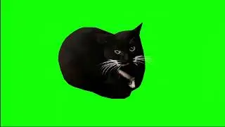 maxwell the cat dancing for 1 hour (greenscreen)