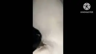 My Cat doesn&rsquo;t Let Anyone Touch the Kittens 😹#Youtubevideo#,catmom