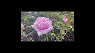 Мои цветы в ноябре . Fiori di novembre a casa mia