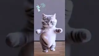Cat dance motorcycle #cat #meo #trending #cute #xuhong #petsdance #funny #dance #pets