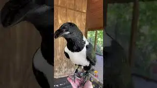 Our Crow Can Talk!