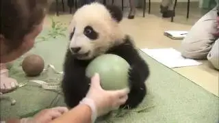Забавное видео